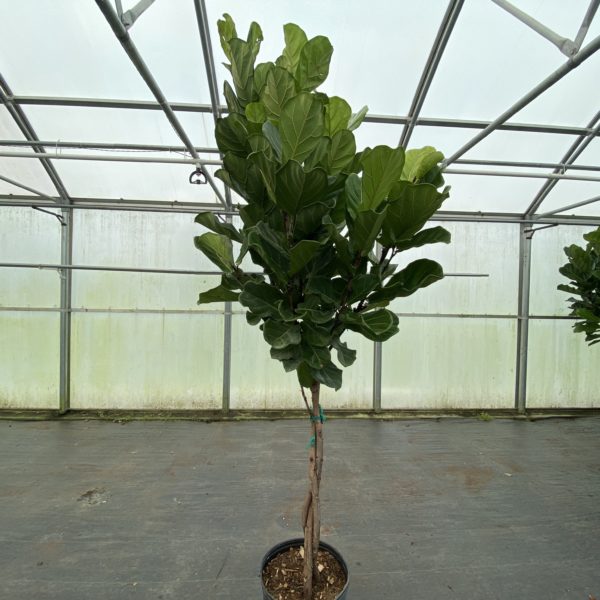 14" Fiddle Fig (Braid)