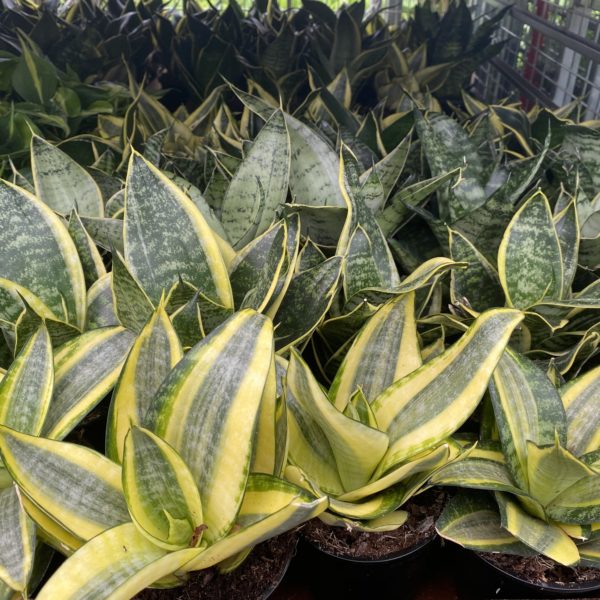 4" Sansevieria Hahnii