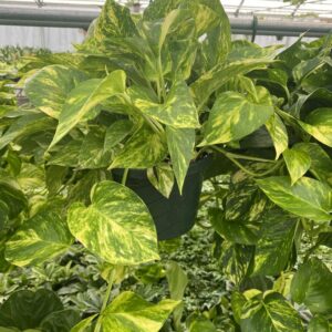8" HB Pothos
