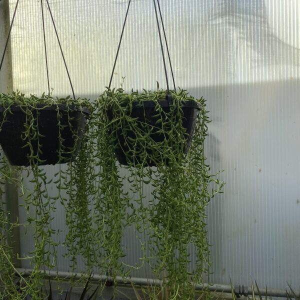 8" HB String of Bananas
