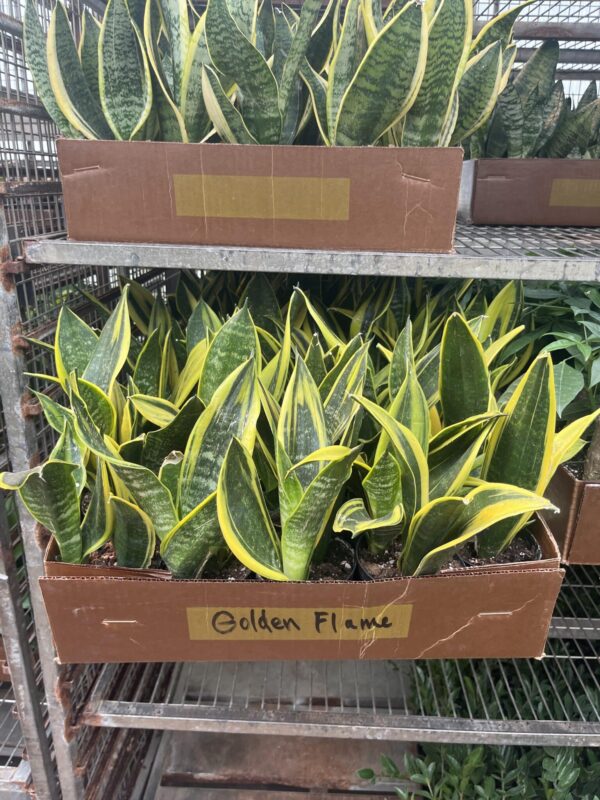 4" Sansevieria Golden Flame - Image 2