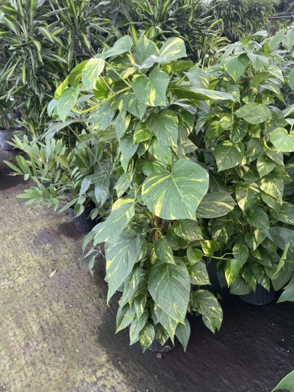 10" Pothos Pole - Image 2