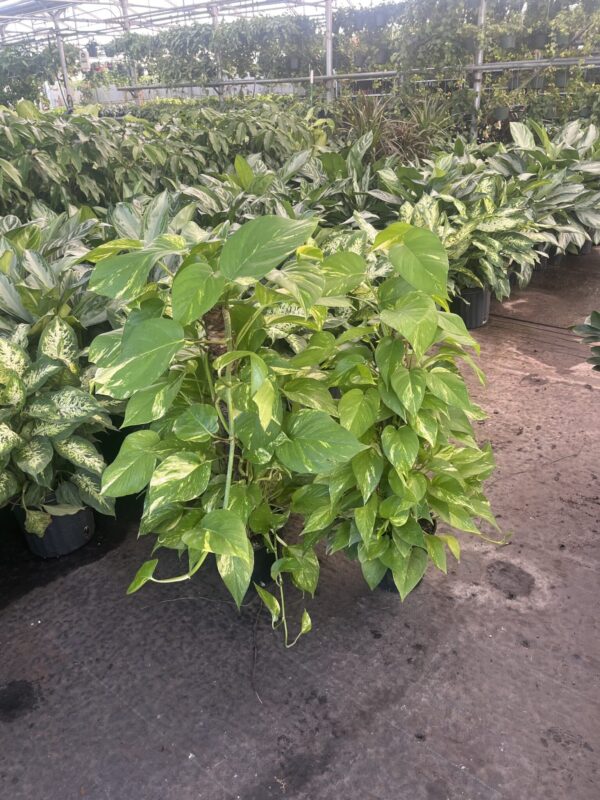 8" Pothos Pole