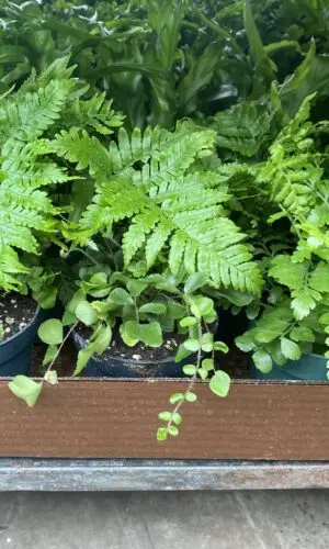 4" Fern (Assorted)