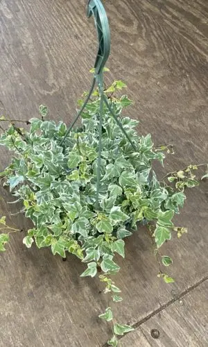 8" HB Ivy Variegated