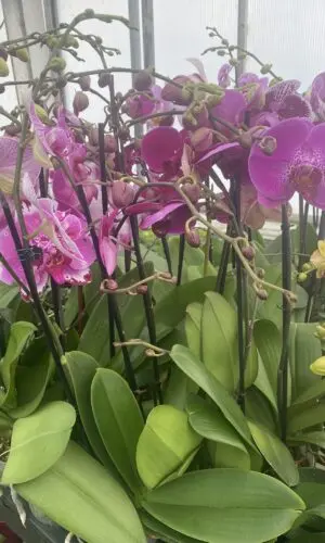 5" Orchid Single Assorted Colors