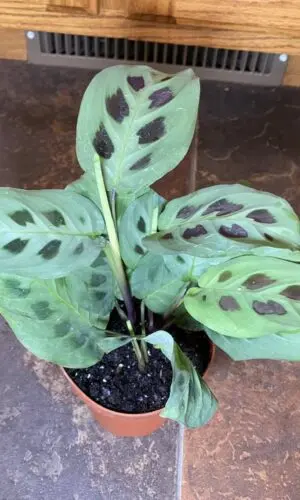 4" Maranta Green