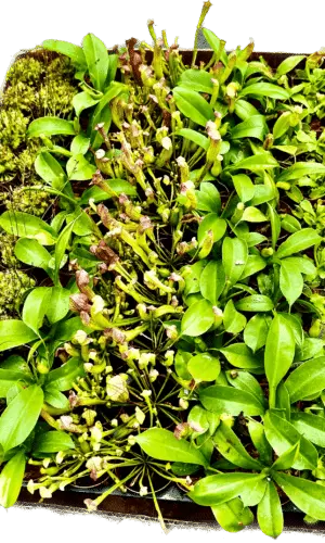 2" Carnivorous Assortment