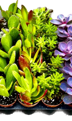 2" Succulent