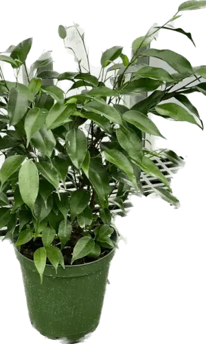 6" Ficus (Bush)