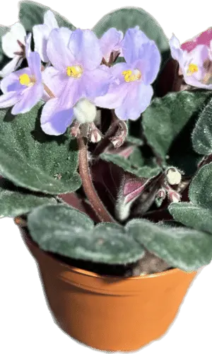 4" Violet
