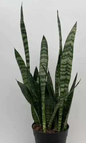 8" Sansevieria Zeylanica