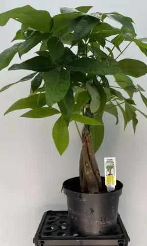 6" Money Tree (Braid)