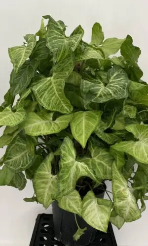 6" Nephthytis Pole