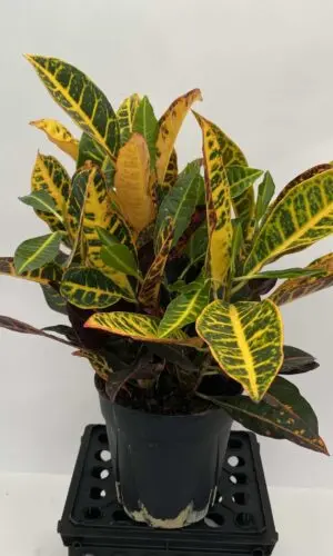 6" Croton Petra