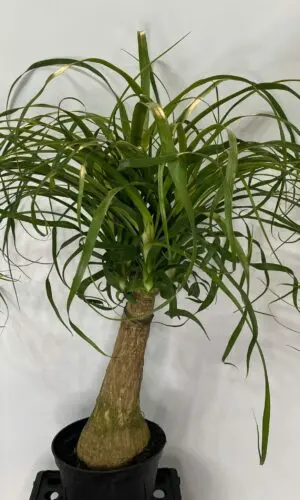 6" Palm Ponytail