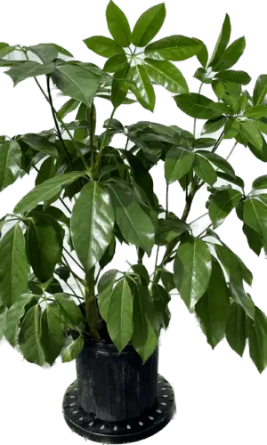 10" Schefflera Amate