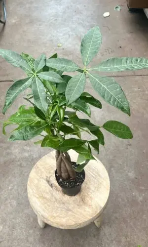 4" Money Tree Braid