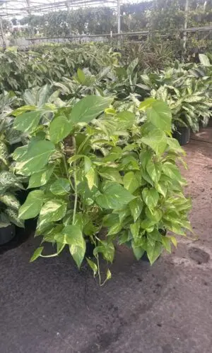 8" Pothos Pole
