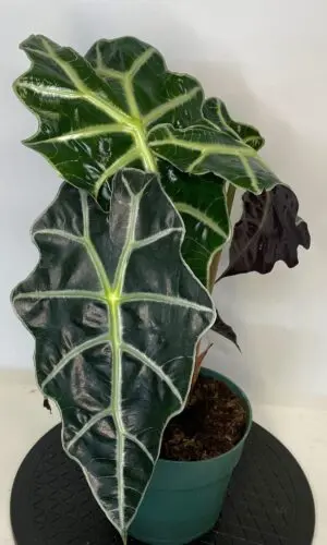 6" Alocasia Polly