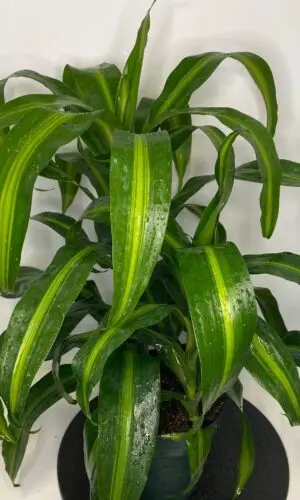 6" Hawaiian Sun Shine