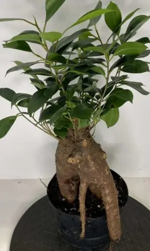 6" Ficus Microcarpa Ginseng