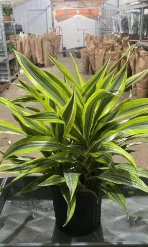 8" Warneckii Lemon Lime