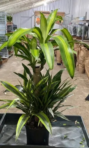 8" Corn Combo Tall