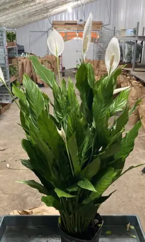 8" Spath