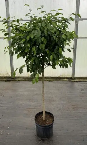 14" Ficus (Tree)