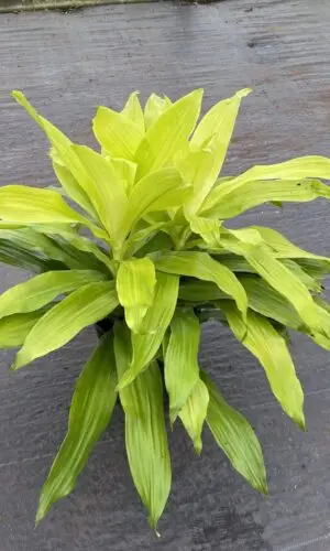 8" Dracaena Limelight