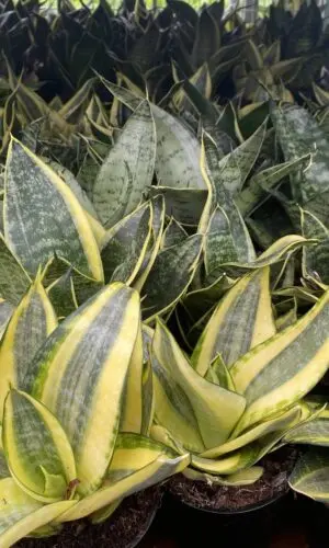 4" Sansevieria Hahnii