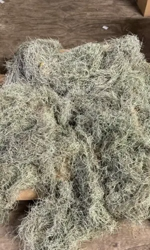 Moss - Box Spanish