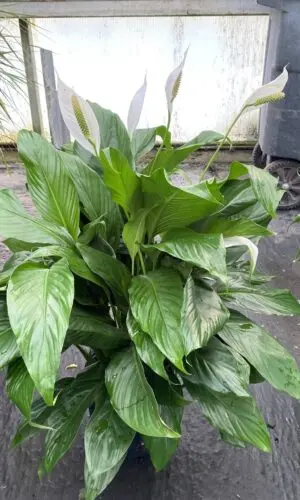 10" Spath