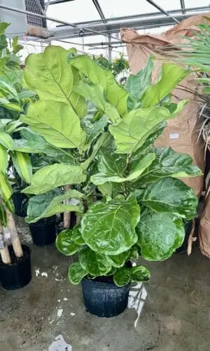 14" Fiddle Fig (Bush)
