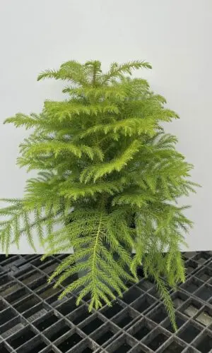 6" Pine