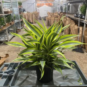 8" Warneckii Lemon Lime