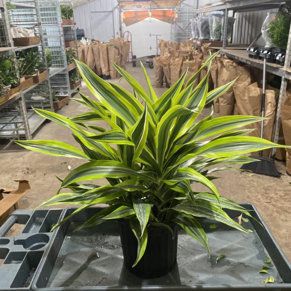 8" Warneckii Lemon Lime