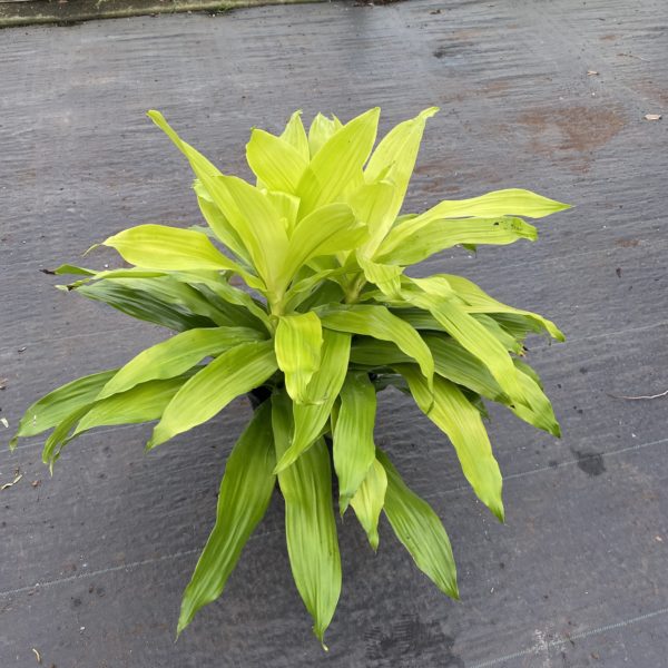 8" Janet Craig Lime Light