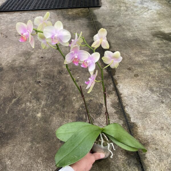 3" Orchid Phalaenopsis