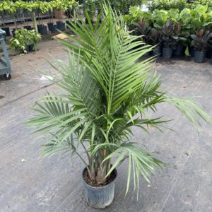 10" Palm Majesty