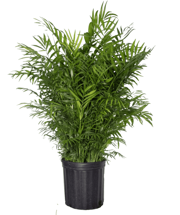 8" Palm Neanthe Bella