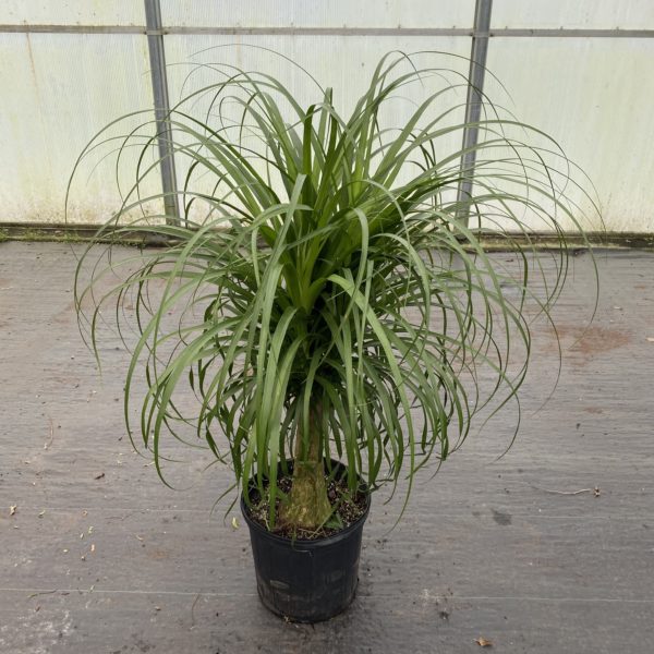 12" Palm Ponytail