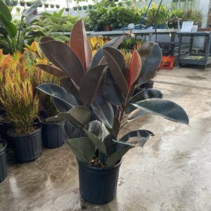 10" Rubber Bush