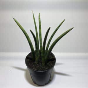 6" Sansevieria Cylindrical