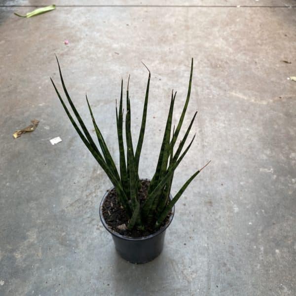 4" Sansevieria Fernwood