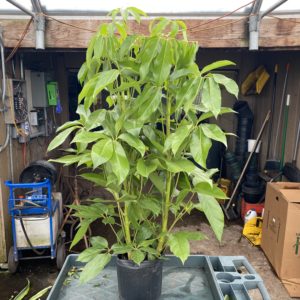 10" Schefflera Amate