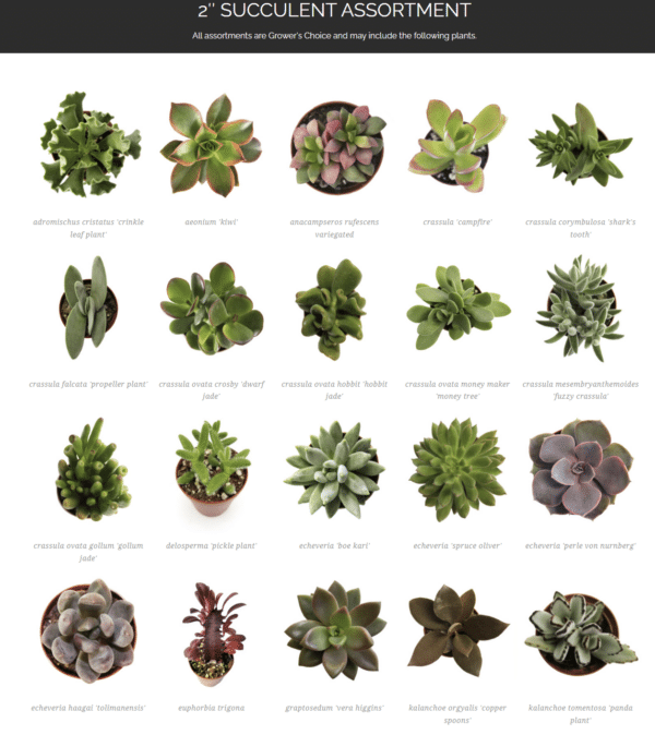2" Succulent - Image 2