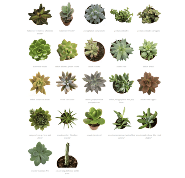 2" Succulent - Image 3