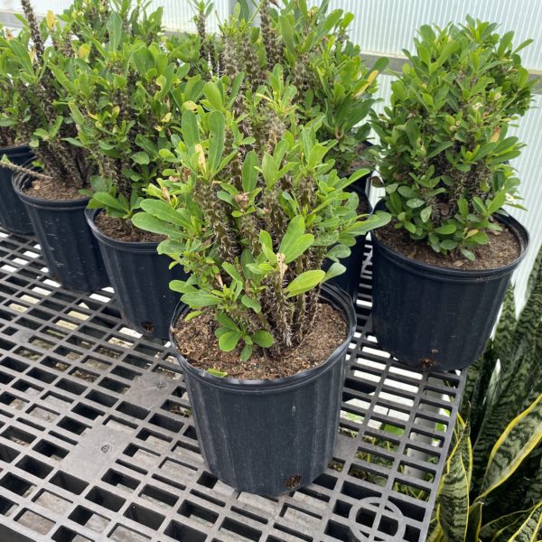 10" Crown of Thorns (Bush)